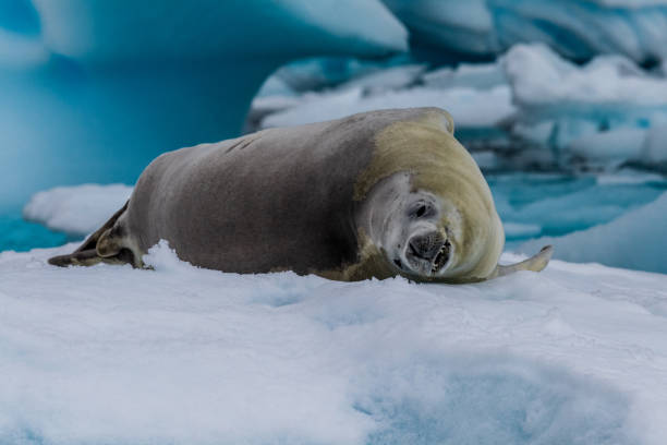 istock Crabeater Seal resting on a sheet of ice 2153484872
