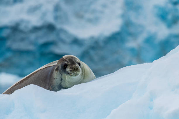 istock Close-up of a Weddell seal 2153484880