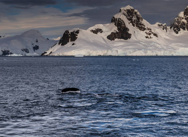 istock Antarctic landscape with diving humpback whales 2153484895