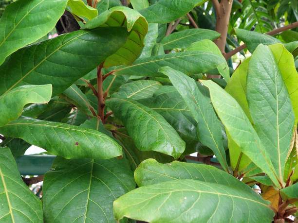 istock Asian Malabar Tree Ornamental Plants Thriving in the Garden. 2153485203