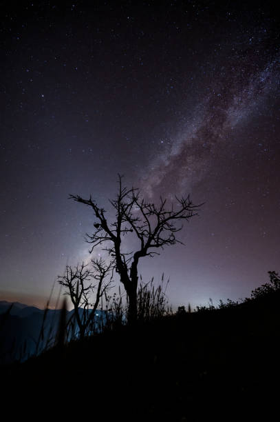 istock Night Sky with Milky Way and Silhouetted Tree 2153485207