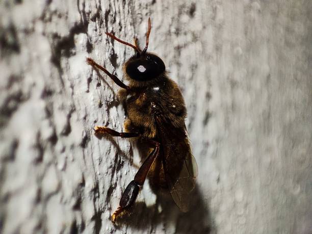 istock Honey bee Insect closeup stock image 2153485225