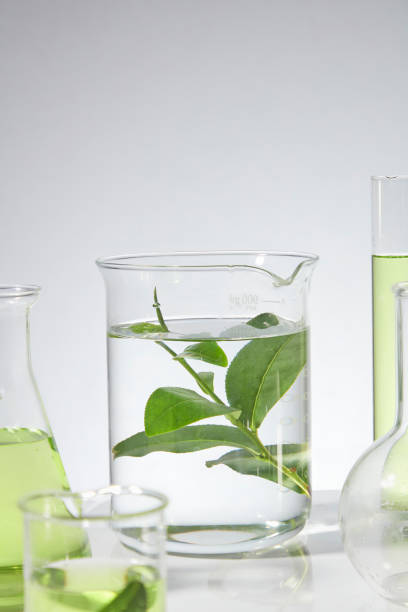 istock A creative photo with the main subject being a beaker placed in the middle, containing some transparent liquid and a sprig of fresh green tea, decorated by some lab items blurred around, front view 2153487289