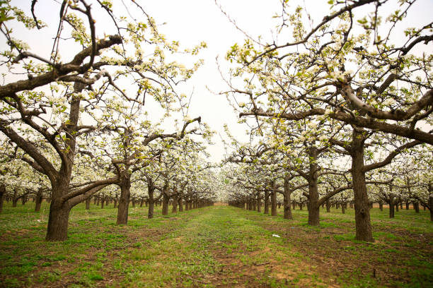 istock Blooming pear flower, very beautiful 2153487290