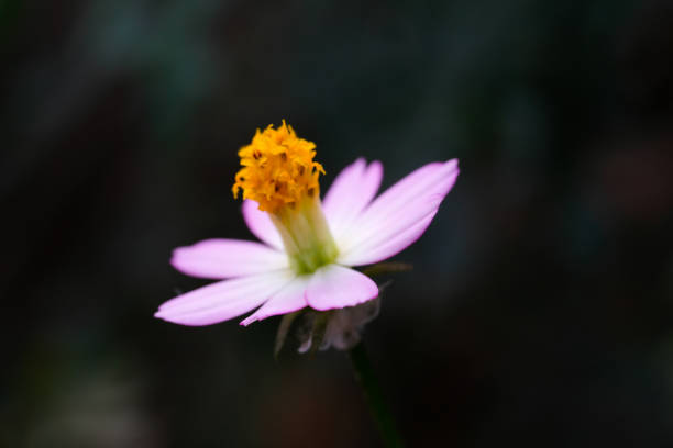 Photography of Biden Pilosa flowers isolated on black background. Macro shot of Biden pilosa flowers on wild. Studio Shot. Plant Themes. Plant Closeup. Nature Photography Concept.