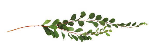 istock Twigs with green leaves isolated 2153488744