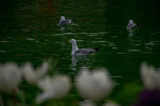 A seagull swimming in the lake. Seagulls playing in the sea, taking off, floating.