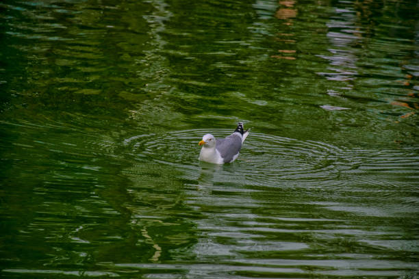 A seagull swimming in the lake. Seagulls playing in the sea, taking off, floating.