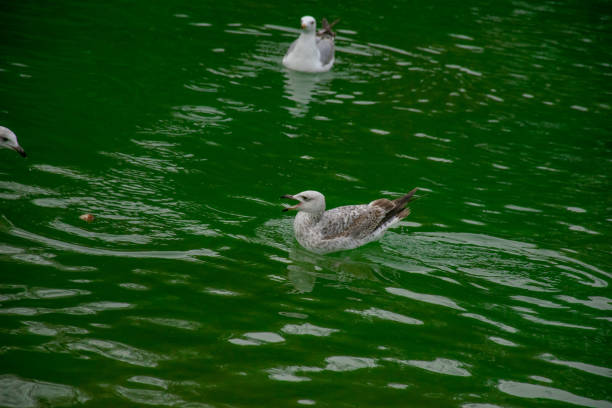 A seagull swimming in the lake. Seagulls playing in the sea, taking off, floating.