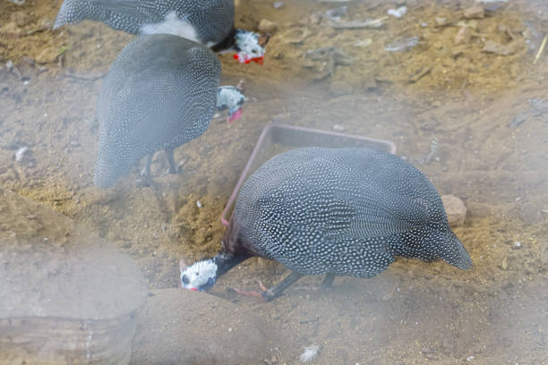 A flock of guineafowl, Pilanesberg National Park.