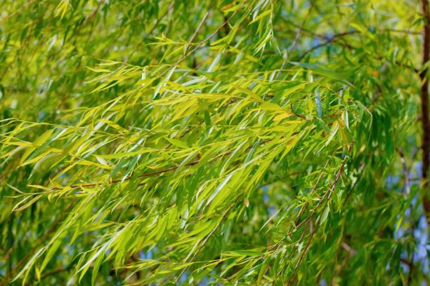 istock Trees and Leaves in the summer season 2153493517