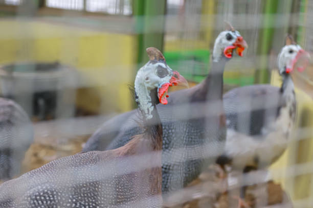 Guineafowl are birds of the family Numididae in the order Galliformes. They are endemic to Africa