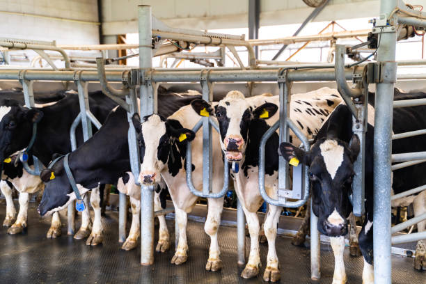 istock Milk farming building. Rural cows in hangar. 2153493636