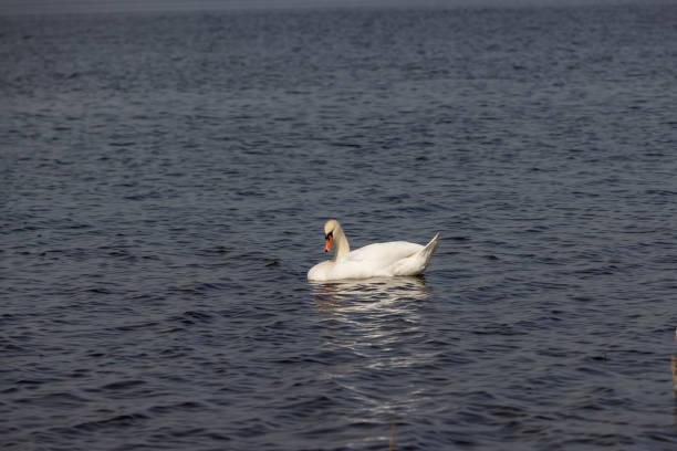 istock part of a wide river with dark water 2153494425