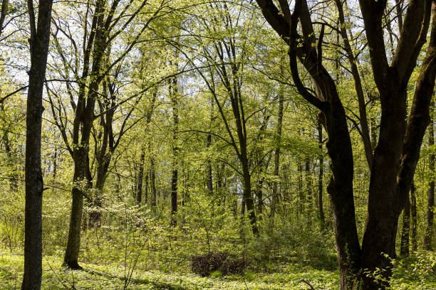 flowering trees in the spring season , a park with different types of trees in the spring during flowering