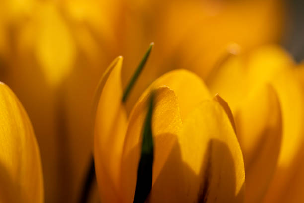 yellow flowers in the spring season, beautiful crocus flowers in close-up during flowering in spring