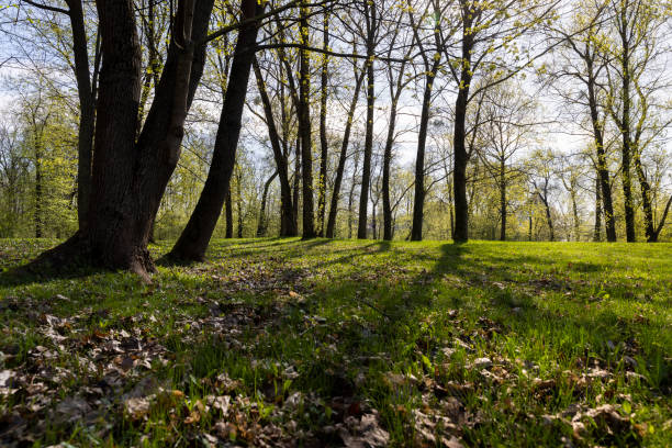 new foliage on maple trees in spring, beautiful new maple foliage in sunny weather