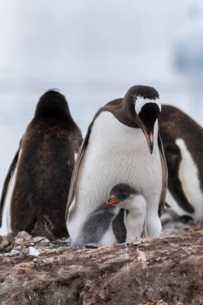 istock Dorian Bay, Antarctica, Part 1 2153498147