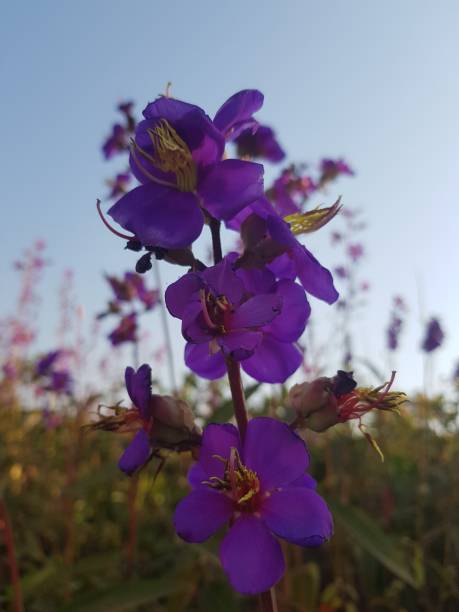 istock Purple daisy in Cameroon's highlands 2153498319