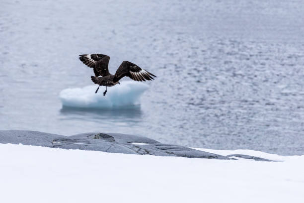 istock Dorian Bay, Antarctica, Part 1 2153498727