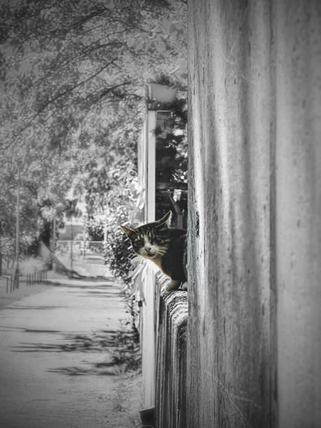 istock Little cat looking over the wall black and white photo 2153499120