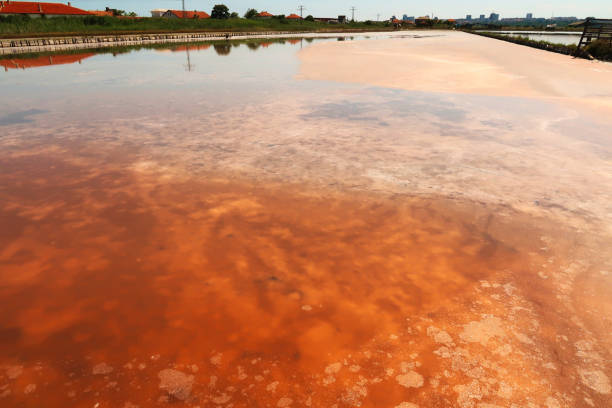 istock Visible pink and orange salt deposits, residue forming a pattern under the smooth surface of a pool at the Burgas Salt Pans, Lake Atanasovsko, Atanasovo, Burgas, Bourgas, Bulgaria 2153499213