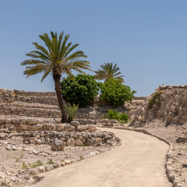 istock Walkway with palm trees at Tel Megiddo. 2153503142