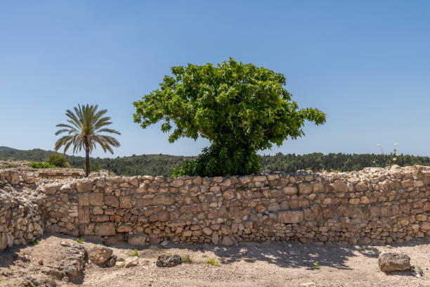 Fig tree growing among the ruins at Tel Megiddo.