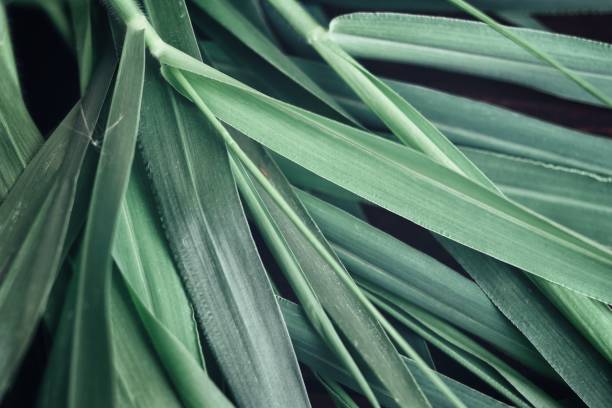 istock Green vetiver leaves background or texture 2153504449