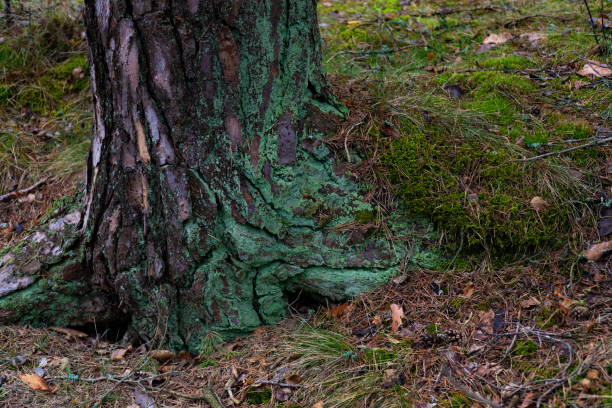 A detailed close-up of a tree base covered in green moss and lichen, showcasing the intricate textures and natural forest floor elements. Perfect for nature, botanical, and forest-themed projects