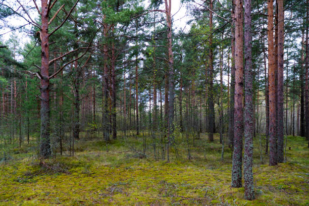 istock Serene Pine Forest Landscape with Mossy Ground 2153506098