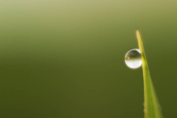Water droplet on blade of grass