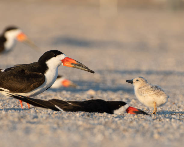 istock Black Skimmer Family 2153506694