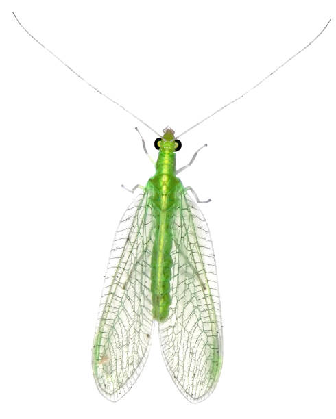 istock Green Lacewing isolated on a white 2153506782