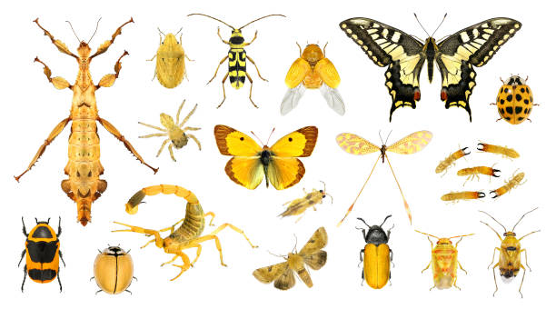 istock Set of yellow insects isolated on a white background 2153506788