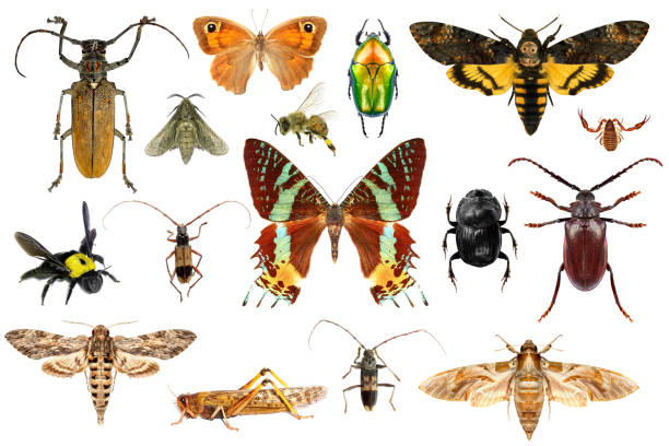 istock Biodiversity and colors in the insect world 2153506789