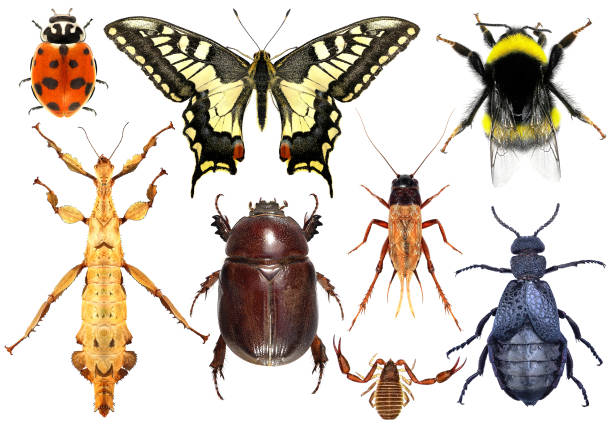 istock Biodiversity and colors in the insect world 2153506803