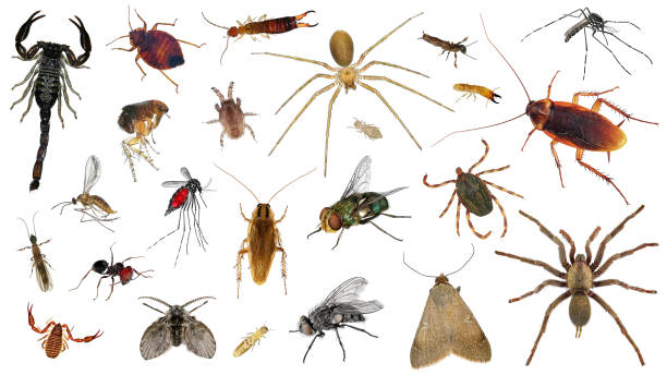 istock Human skin parasites and housing pests 2153506807
