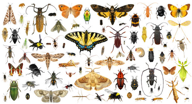 istock Biodiversity and colors in the insect world 2153506812