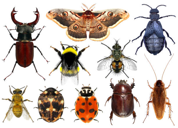 istock Biodiversity and colors in the insect world 2153506822