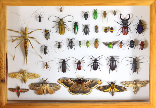 Free picture: several, different, types, insects, bottle