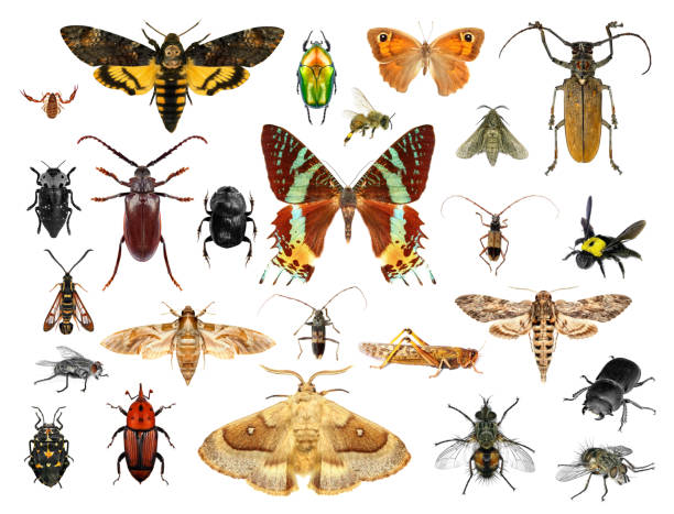 istock Biodiversity and colors in the insect world 2153506934