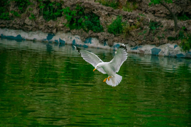 Seagull diving in the lake.
