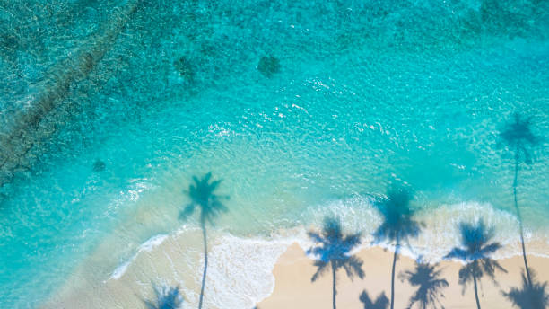 istock Summer palm tree  and Tropical beach with blue  of seashore background 2153509784