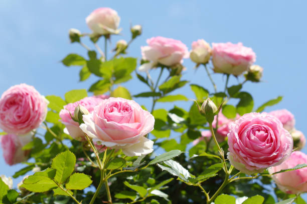 istock Pink roses against blue sky 2153510538