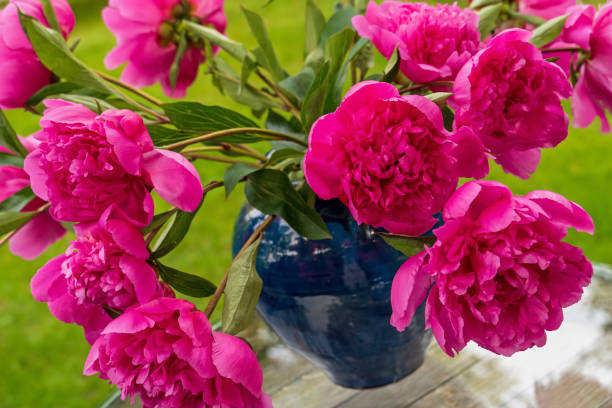 istock Peony Flowers in a Vase 2153512721