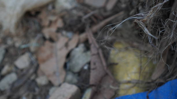istock When sweeping the backyard, debris, gravel, and plastic waste are brought together 2153513592