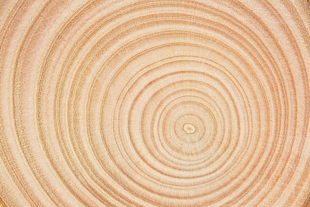 Cross section of a cut wood tree trunk slice with wavy pattern cracks and rings. Wood texture circles as background.