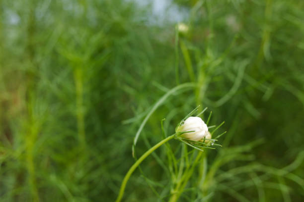 cosmos in bud in our greenhouse, nature background, stock photo.