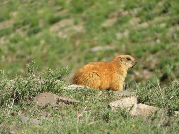 istock Squirrel at Hindu Kush Mountain summit in Panjshir 2153515005